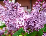 Gros plan sur des grappes de lilas en pot, leurs fleurs violettes délicates capturant la lumière du soleil.
