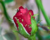 Un bouton de rose rouge envahi par des pucerons verts et blancs. Un puceron rouge est visible sur le pétale.