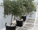 Trois oliviers en pot extérieur, ornés de galets blancs, apportent une touche méditerranéenne à un chemin pavé.