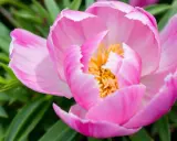 Gros plan d'un magnifique pied de pivoine rose aux pétales délicats et au cœur jaune vif, entouré de feuilles vertes.