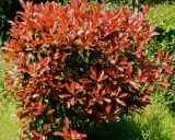 Gros plan sur un arbuste de photinia aux feuilles rouges vives, peut-être atteint d'une maladie.