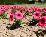 Des pétunias roses vifs en pleine exposition, leurs corolles évasées s'ouvrant sur un cœur sombre. Une belle scène printanière.