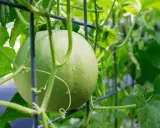 Un melon vert, encore jeune, s'accroche à un treillage. Les vrilles et les feuilles luxuriantes témoignent de la culture du melon grimpant.
