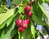 Des cerises rouges mûres sur une branche, certaines déjà grignotées par des vers dans les cerises.