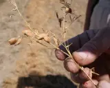 Main d'agriculteur tenant une tige sèche de lentilles, prête pour la récolte dans un champ.