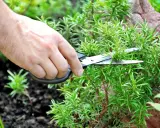 Une main coupe des branches de romarin rampant avec des ciseaux.
