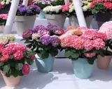 Des hortensias en pot extérieur aux couleurs vives : roses, violets et blancs. Ces magnifiques fleurs apportent une touche de gaieté.