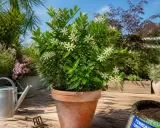 Un oranger du Mexique en pot, orné de petites fleurs blanches, sur une terrasse ensoleillée. Arrosoir et outils de jardinage à proximité.