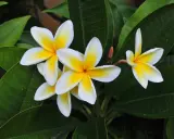 Un magnifique frangipanier en pot, ses fleurs blanches aux cœurs jaunes éclatants se déploient sur un fond de feuilles vertes luxuriantes.