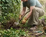 Un jardinier utilise une pelle pour déterrer un lierre envahissant. Il montre comment se débarrasser du lierre en retirant ses racines.