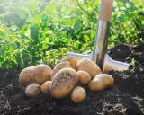 Récolte de pommes de terre fraîchement déterrées, prêtes pour la plantation ou la cuisine. Une pelle repose à côté du tas de tubercules dorés.