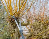 Sécateur et scie élagueuse en action pour la taille du bouleau. Les branches jaunes et fines sont coupées.