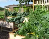 Un potager luxuriant avec des carrés potagers en bois. Au premier plan, une grande feuille de courgette en pot cache des fruits jaunes.