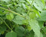 Coqueret du Pérou : des fruits verts, enfermés dans une lanterne de feuilles, poussent sur une plante luxuriante.