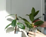 Une main place une bouture de ficus elastica dans un verre d'eau, prêt pour la taille et le bouturage.