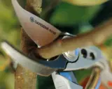 Sécateur Gardena coupant une branche pour apprendre comment tailler un catalpa en parasol.