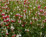 Un parterre de sauge arbustive aux fleurs bicolores rouge et blanc, évoquant de petites lèvres.