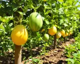 Des melons jaunes et verts pendent des vignes dans un jardin ensoleillé, un délice qui peut être considéré comme un melon fruit ou légume.