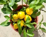 Un citronnier en pot, chargé de fruits jaunes vifs. La taille du citronnier semble parfaite pour une récolte abondante.