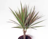 Dracaena marginata extérieur, une plante d'intérieur aux feuilles vertes et rouges, prête à embellir un espace extérieur.