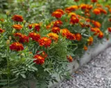 Un parterre d'oeillet d'inde en jardinière, aux couleurs vives rouge et orange, borde un chemin de gravier.