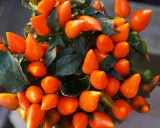 Un piment en pot, ses fruits orange vif brillent sous la lumière, promettant une touche de feu à vos plats.