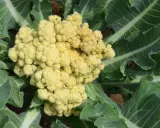 Gros plan sur un plant de brocolis aux feuilles vertes et à la tête florale jaune pâle, prête à être récoltée.