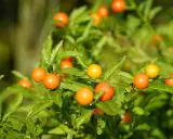 Des baies orange vif et jaunes sur un feuillage vert luxuriant. L'entretien du pommier d'amour est simple, il aime le soleil.