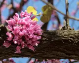 Grappe de fleurs roses sur une branche d'arbre de Judée. Le ciel bleu est visible en arrière-plan.