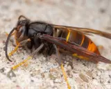 Gros plan sur un frelon géant, insecte imposant aux rayures orangées et noires, posé sur une surface granuleuse.