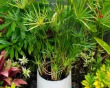 Un papyrus dans l'eau sans terre, ses tiges fines et vertes s'élèvent, entourées d'autres plantes luxuriantes.