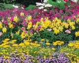 Un parterre coloré de plante extérieur : roses, jaunes, blancs et violets.