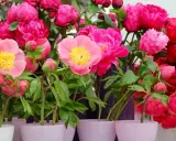 Un bouquet de pivoines en pot, aux teintes roses et rouges éclatantes, avec des boutons encore fermés.