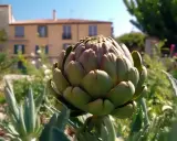 Gros plan sur un artichaut prêt à être récolté, au cœur d'une plantation artichaut pleine terre. En arrière-plan, une maison ensoleillée.
