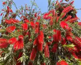 Arbre aux fleurs rouges vives, ressemblant à un rince bouteille.