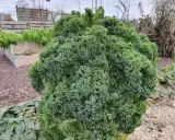 Gros chou kale frisé, prêt pour la récolte. La culture de ce légume-feuille est florissante dans ce potager.