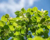 Feuilles vertes et petites fleurs de tilleul sous un ciel bleu. Idéal pour savoir quand cueillir le tilleul.