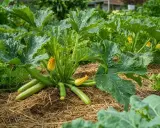 Courgettes vertes et fleurs jaunes sur un paillis de paille. On se demande jusqu'à quand planter des courgettes pour une récolte abondante.