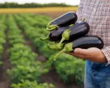 Main d'un agriculteur tenant plusieurs aubergines fraîchement cueillies dans son potager.