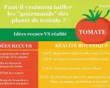 Infographie sur la taille des gourmands de plants de tomate. Elle compare idées reçues et réalité botanique, avec une tomate rouge et une flèche indiquant un gourmand.