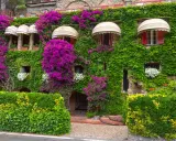 Une **plante grimpante mur** luxuriante habille une maison de pierre, ornée de bougainvilliers violets éclatants et de petites fleurs blanches.