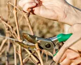 Mains tenant un sécateur vert pour montrer comment tailler la vigne, coupant une branche sèche.