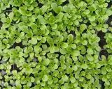 Jeunes pousses de salade frisée dans des alvéoles, prêtes à être transplantées.