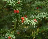 Gros plan sur des baies rouges vives sur un if vert foncé. Idéal pour savoir comment tailler un if trop haut.