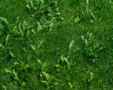 Un tableau des mauvaises herbes envahit cette pelouse verte. Des feuilles dentelées se mêlent à l'herbe dense, créant un tapis naturel.