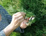 Mains coupant une branche de cyprès trop haute avec un sécateur. Le feuillage vert dense contraste avec la robe fleurie de la personne.