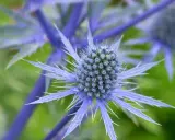 Gros plan sur un chardon bleu aux épines bleues et pointues, se détachant sur un fond vert flou.