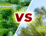 Comparaison entre le sapin Nordmann et l'épicéa, deux conifères populaires pour les fêtes.