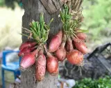 Deux bouquets d'échalotes rouges, prêtes à être arrachées, pendent sur un tronc d'arbre.