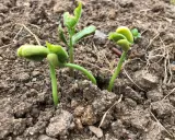 Jeunes pousses de haricots verts émergeant de la terre. Le succès du semer haricots verts est visible.